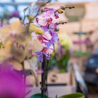 Orchidee