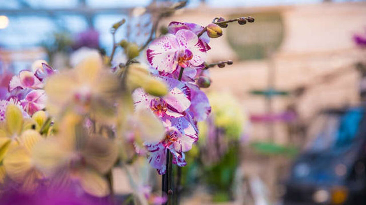 Orchidee