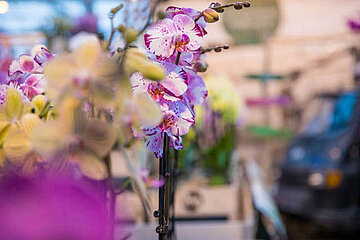 Orchidee