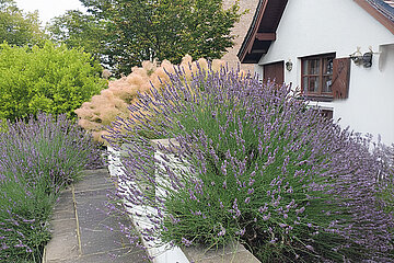 Lavendel