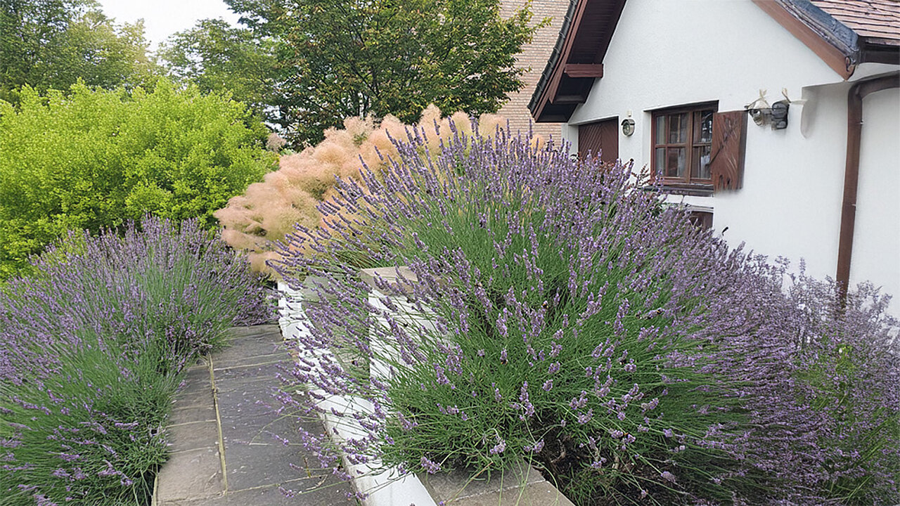 Lavendel