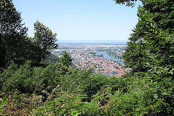 Image-13363