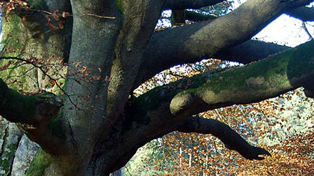 Alter Baum
