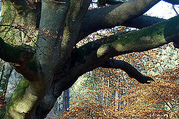 Alter Baum