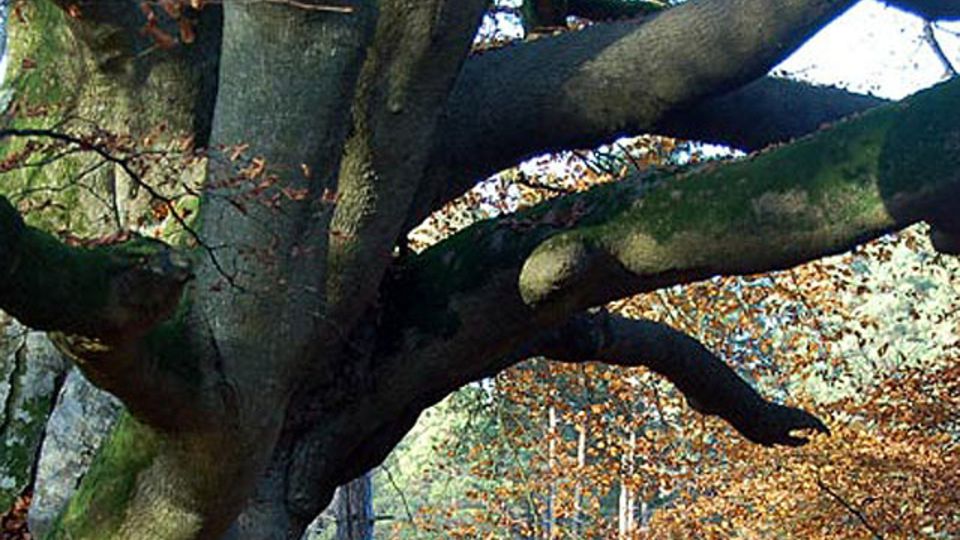Alter Baum