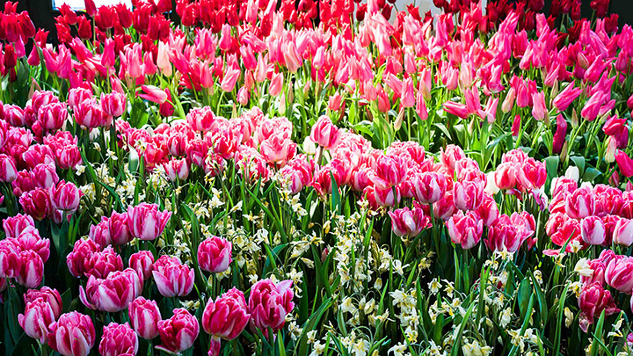 Dresdner Frühling
