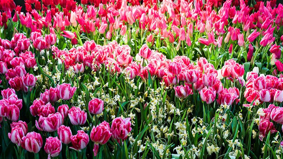 Dresdner Frühling