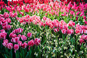 Dresdner Frühling
