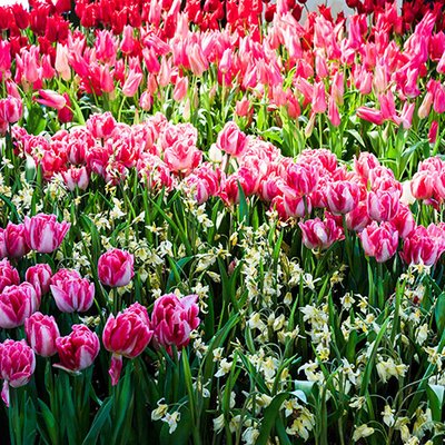 Dresdner Frühling