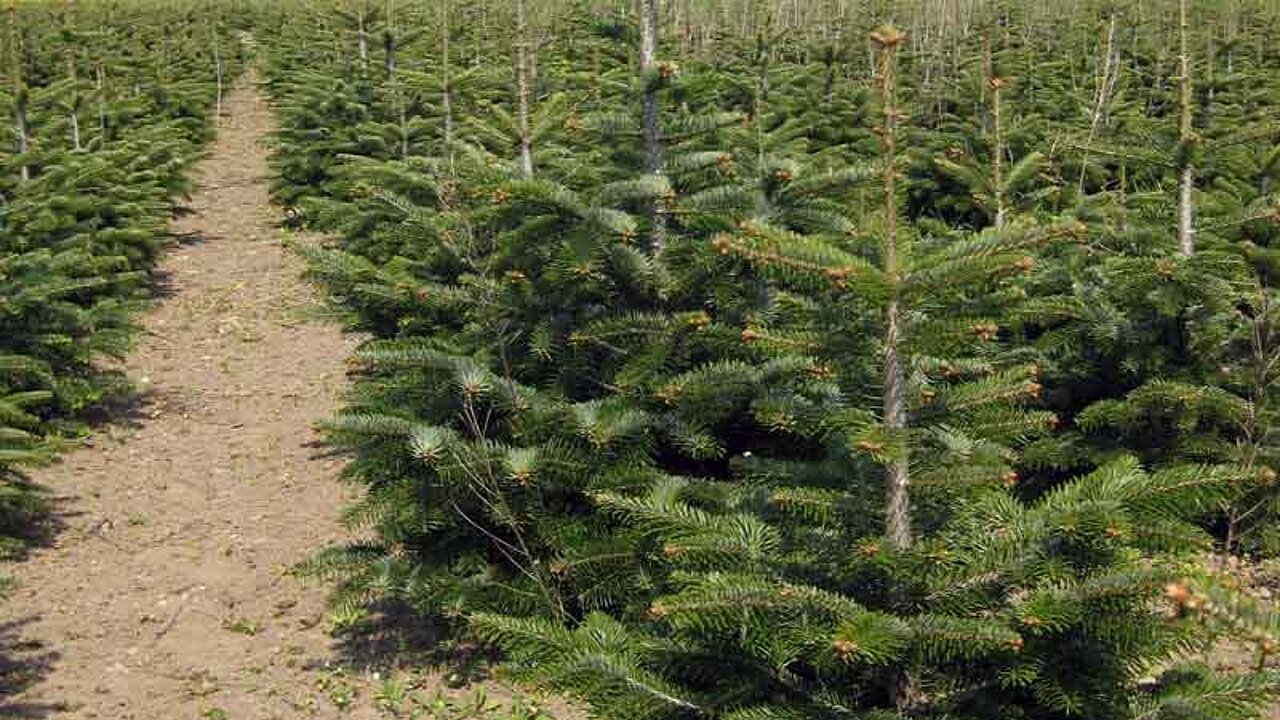 Baumschule mit Weihnachtsbäumen