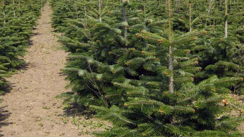 Baumschule mit Weihnachtsbäumen