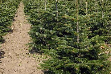 Baumschule mit Weihnachtsbäumen