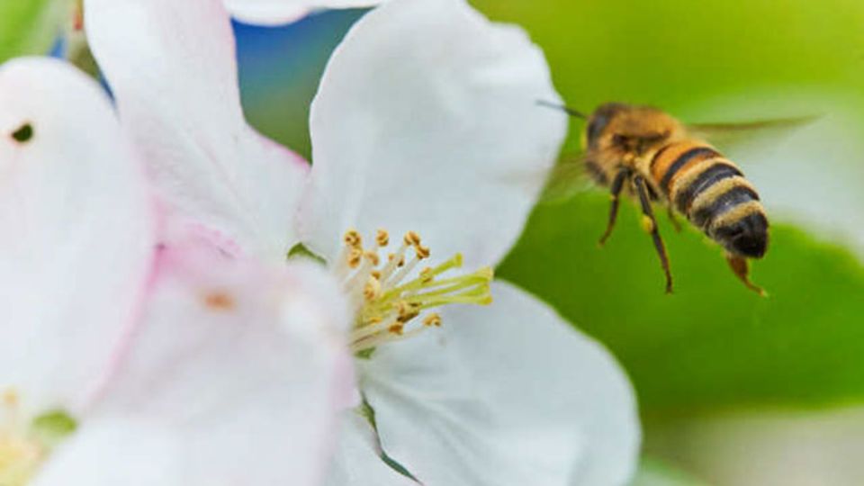 Insektenfreundliche Pflanzen