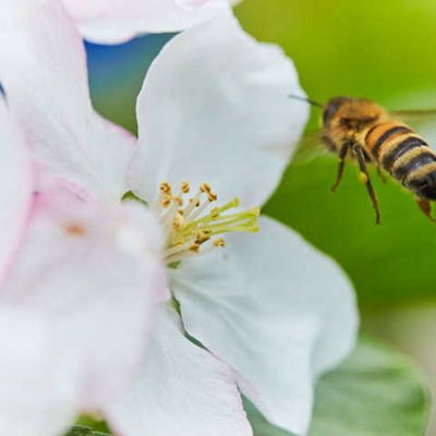 Insektenfreundliche Pflanzen