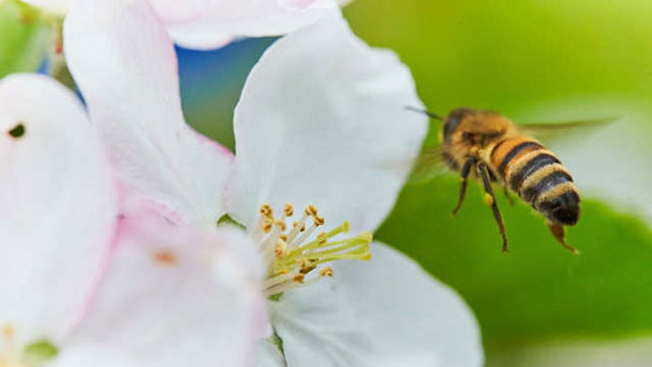 Insektenfreundliche Pflanzen