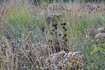 Spätsommer- und Herbstblüher