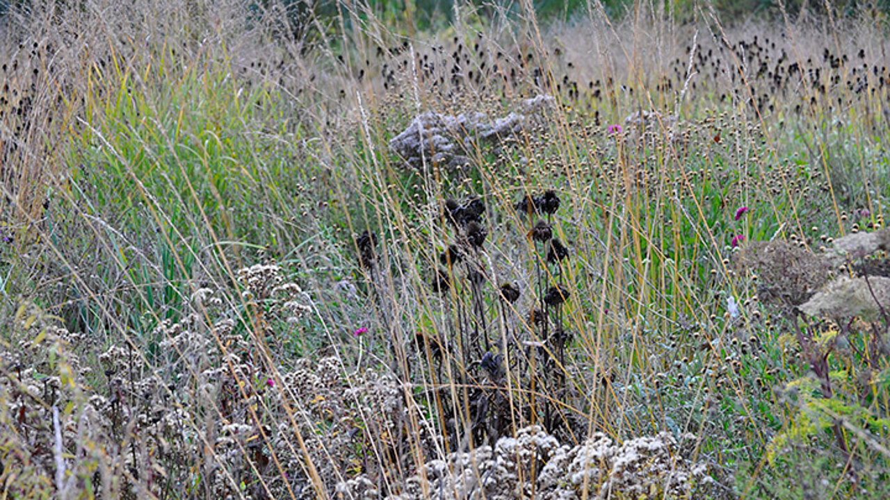 Spätsommer- und Herbstblüher