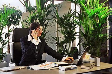 Kentia-Palme