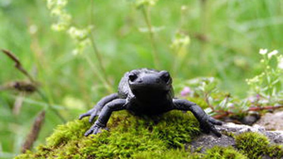 Alpensalamander