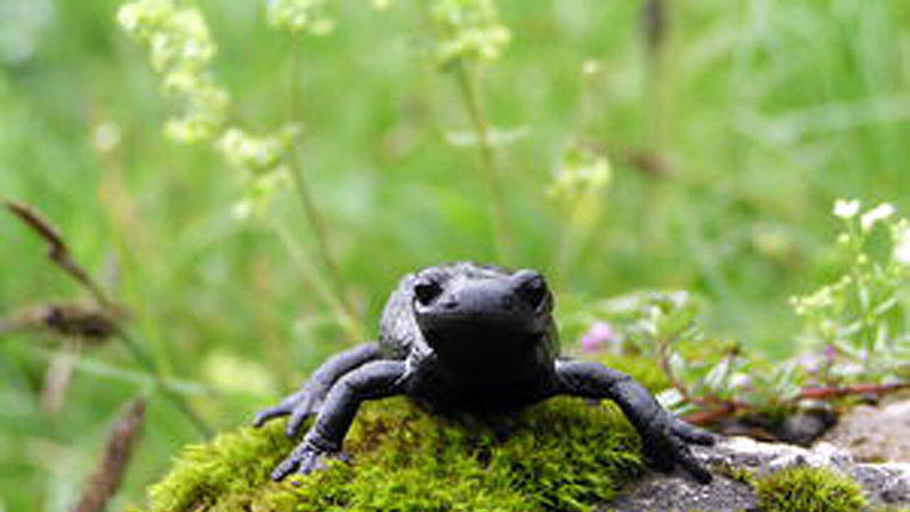 Alpensalamander