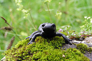 Alpensalamander