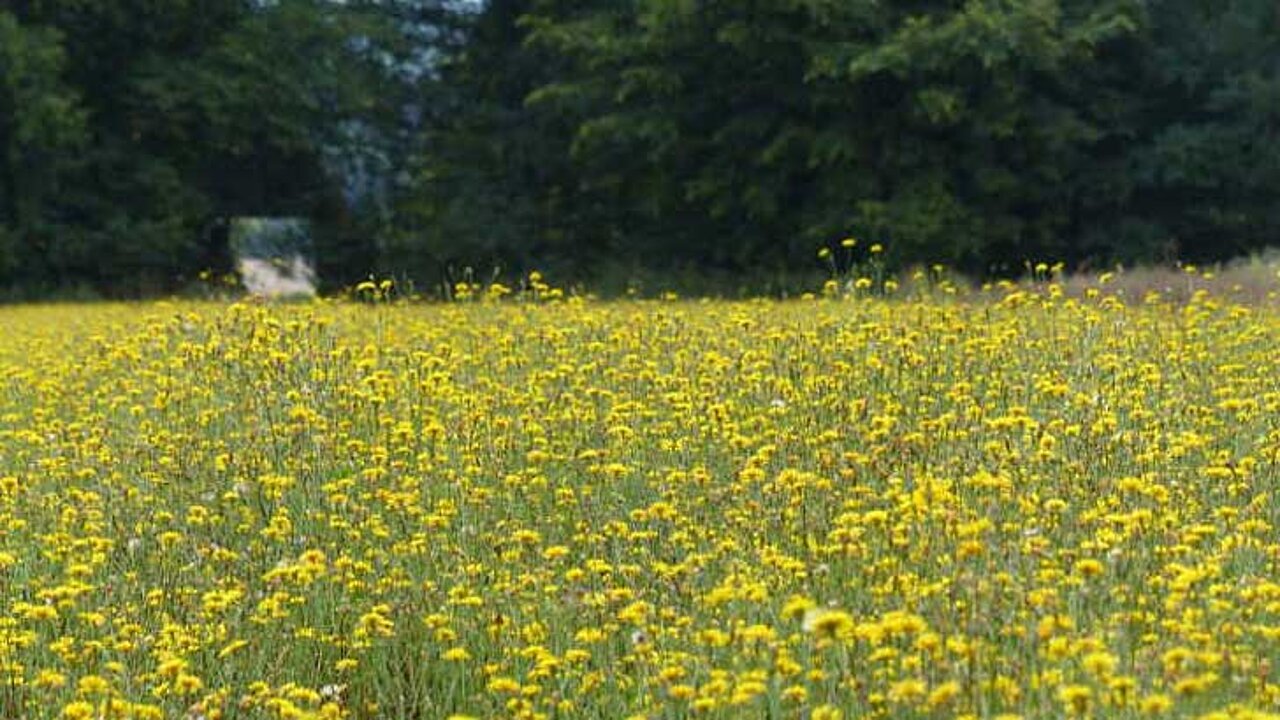 Löwenzahn