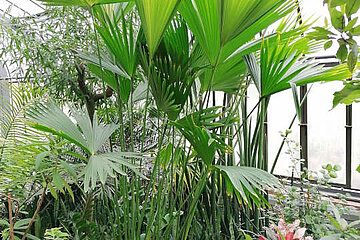 Panamahutpalme
