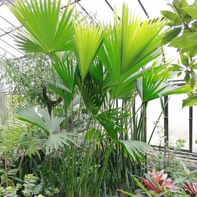 Panamahutpalme