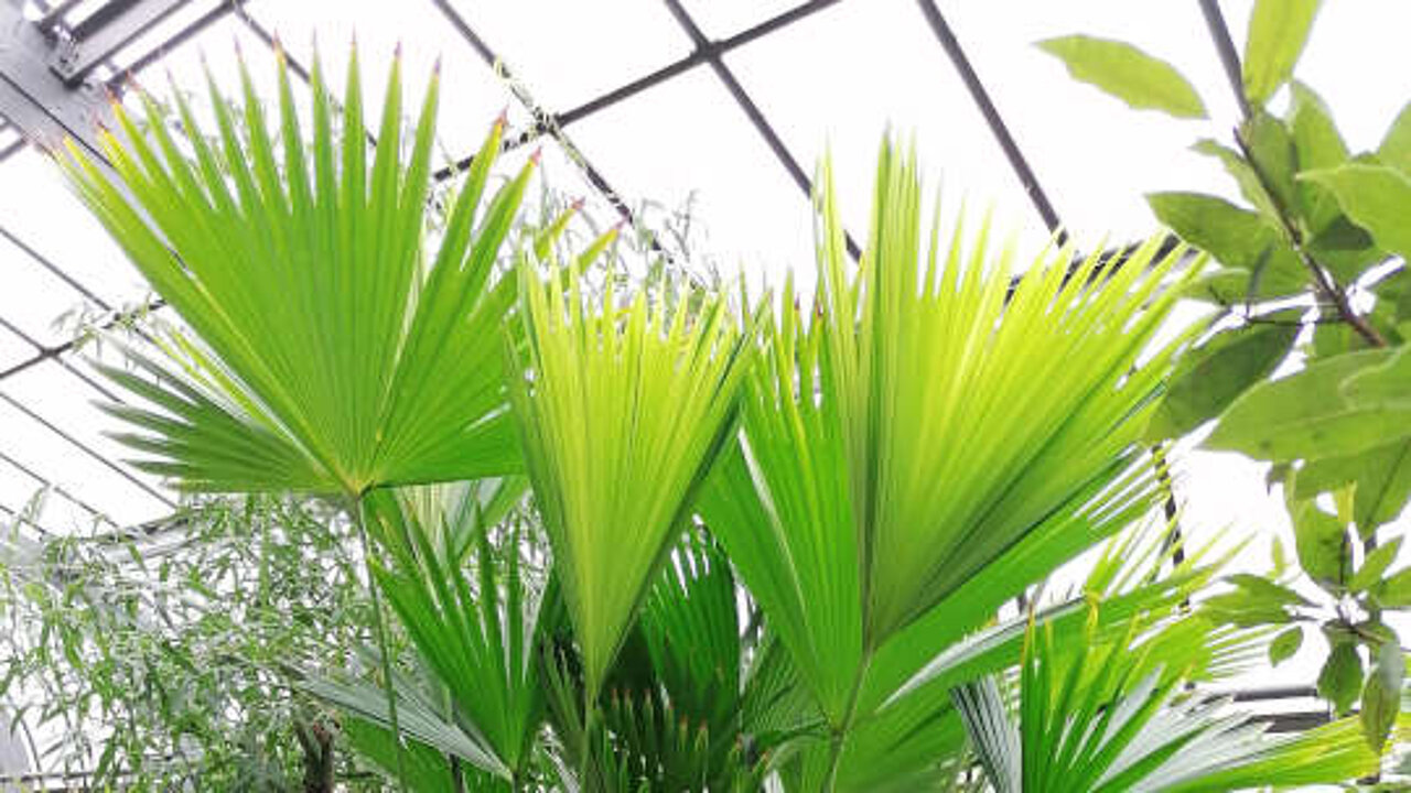 Panamahutpalme
