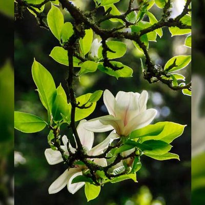 Tulpen-Magnolien
