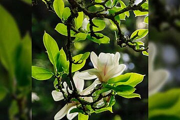 Tulpen-Magnolien