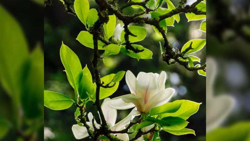 Tulpen-Magnolien