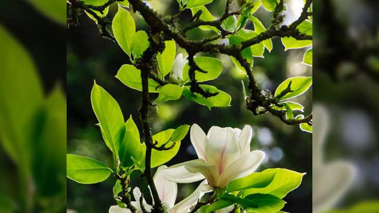 Tulpen-Magnolien