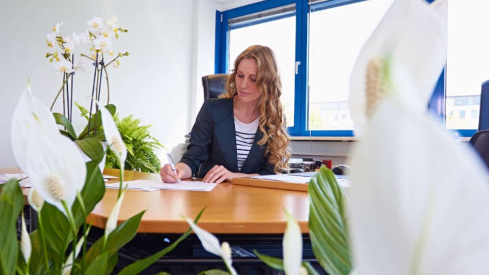 Büropflanzen