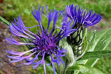 Centaurea montana
