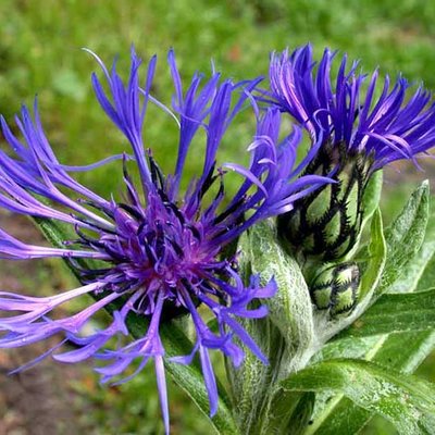Centaurea montana