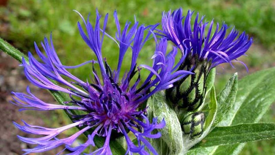 Centaurea montana