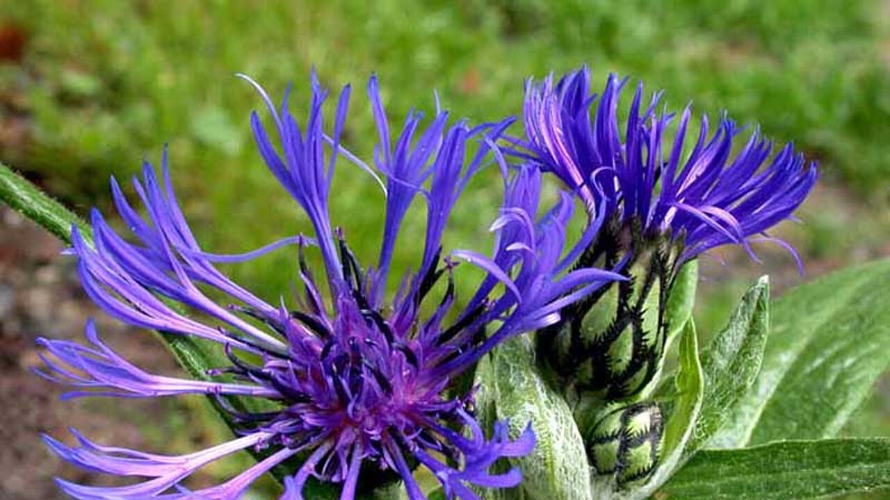 Centaurea montana