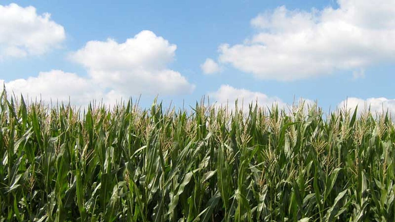 Maisfeld