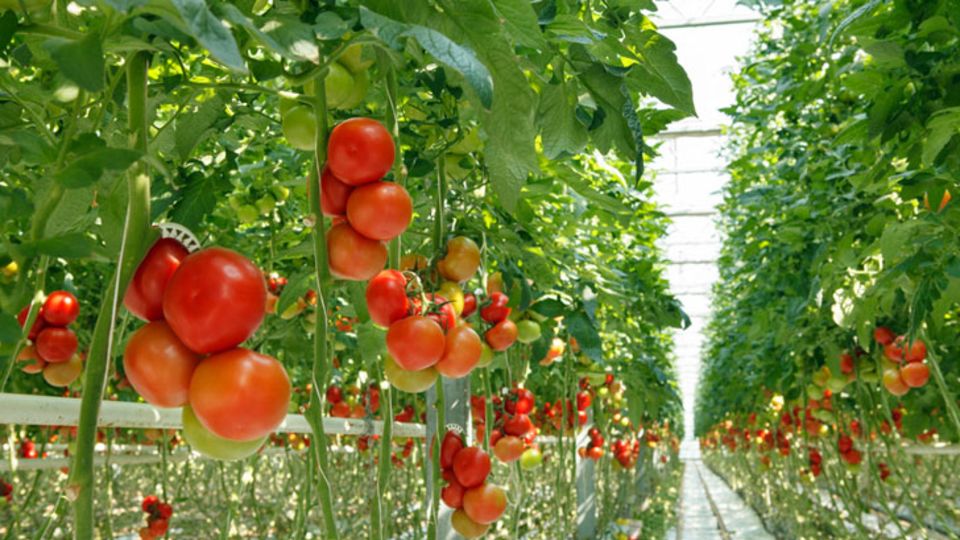 Energieeffizienz im Gartenbau