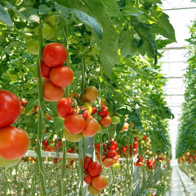 Energieeffizienz im Gartenbau