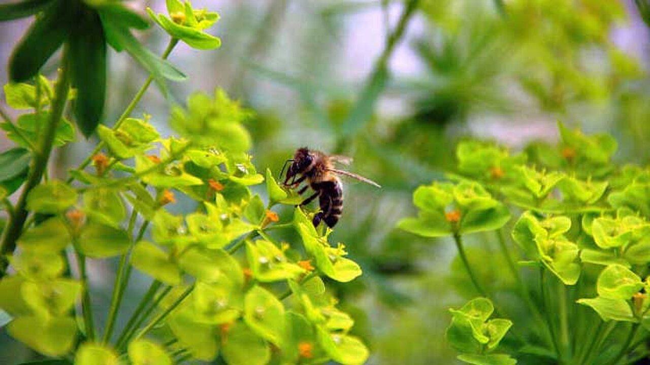 Bienen