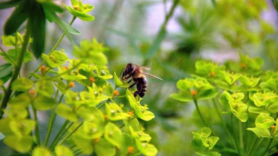 Bienen