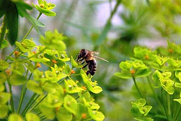 Bienen