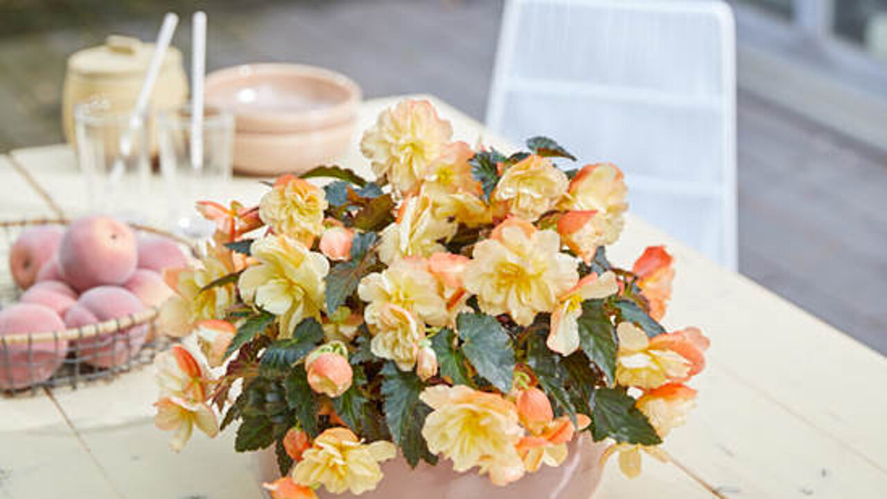 I'CONIA Aroma Peach