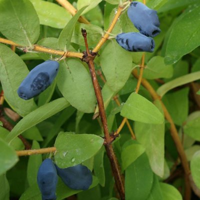 Lonicera kamtschatika - Balalaika