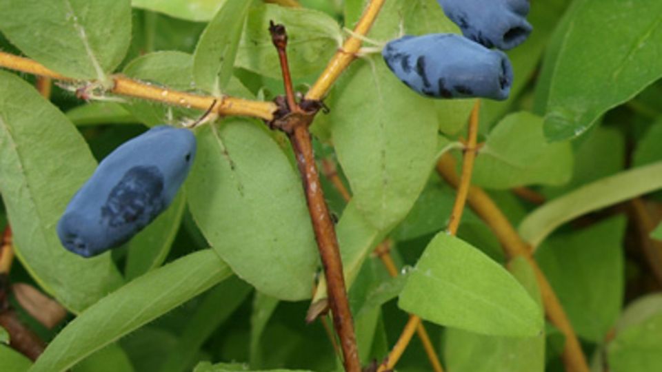 Lonicera kamtschatika - Balalaika