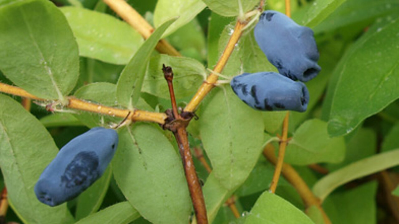 Lonicera kamtschatika - Balalaika