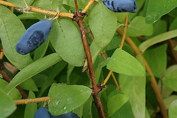 Lonicera kamtschatika - Balalaika