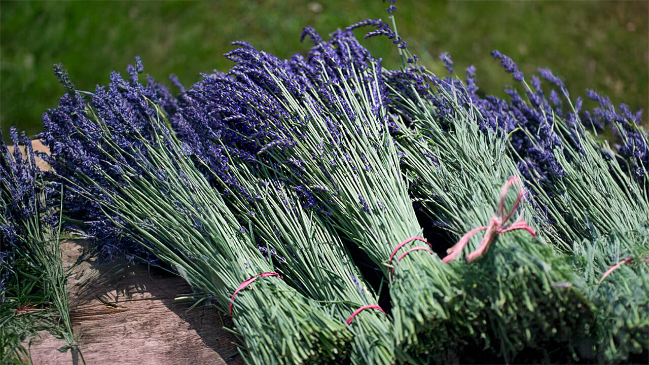 getrockneter Lavendel